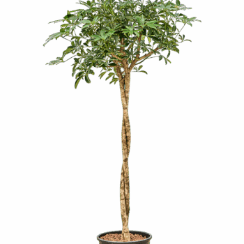 Schefflera arboricola 'Compacta' Stem twist