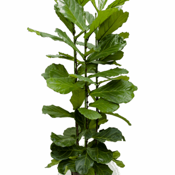 Ficus lyrata 3pp