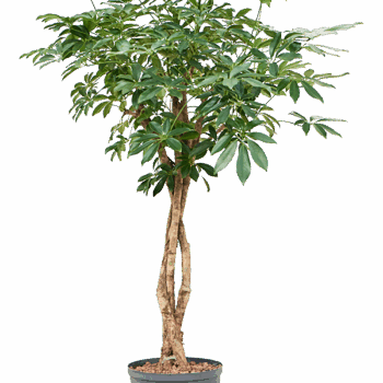 Schefflera arboricola 'Compacta' Stem braided