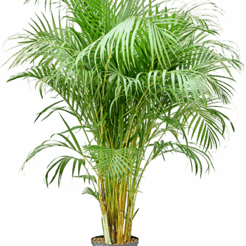 Dypsis (Areca) lutescens Tuft