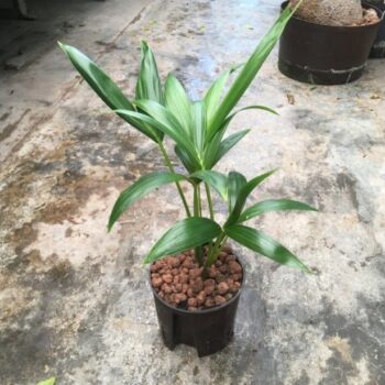 Kentia forsteriana 13/12 h45