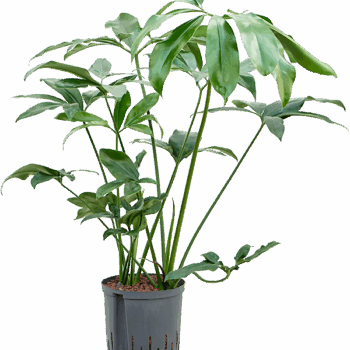 Philodendron 'Green Wonder'