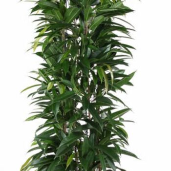 Ficus Alii