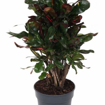 Codiaeum Mammi