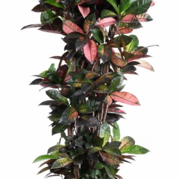 Codiaeum Mrs Iceton