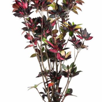 Codiaeum Mrs Iceton