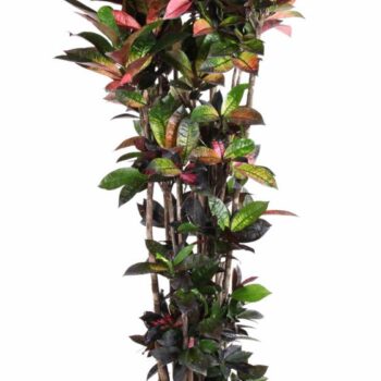 Codiaeum Mrs Iceton