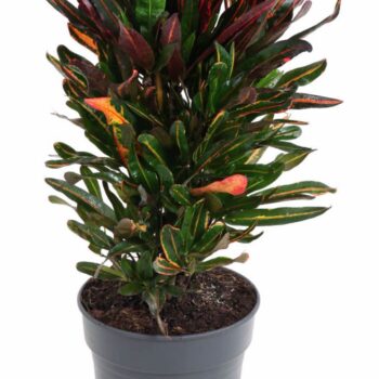 Codiaeum Mammi