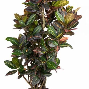 Codiaeum Petra