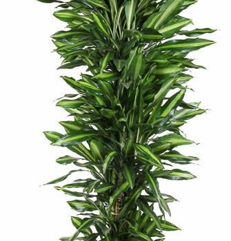 Dracaena Cintho