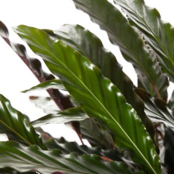 Calathea Wavestar