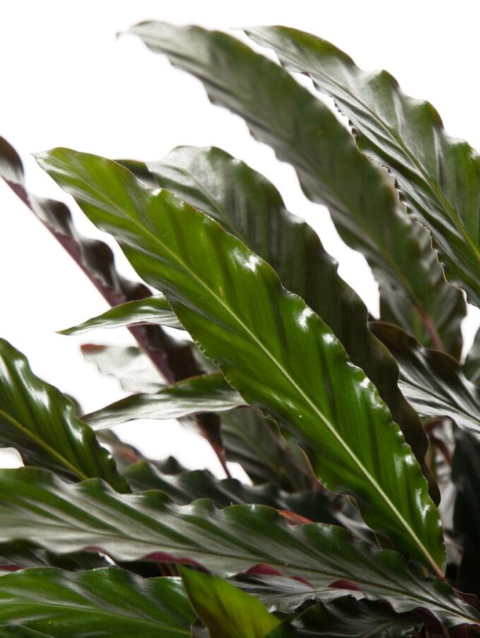 Calathea Wavestar