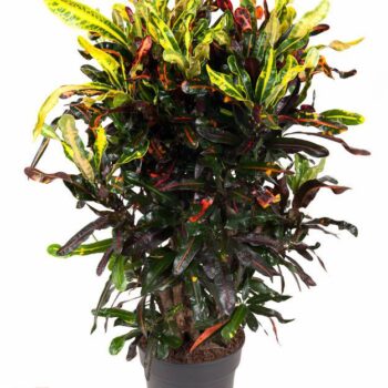 Codiaeum Mammi