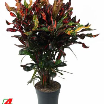 Codiaeum Mammi