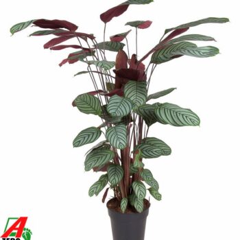 Calathea Oppenheimiana