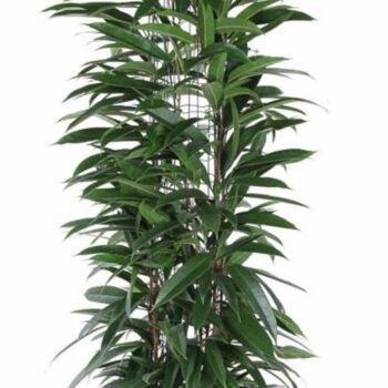 Ficus Alii