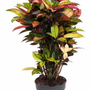 Codiaeum Mrs Iceton