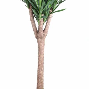 Yucca stam+vertakt P34