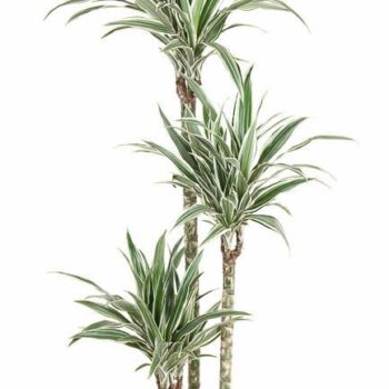 Dracaena White Stripe