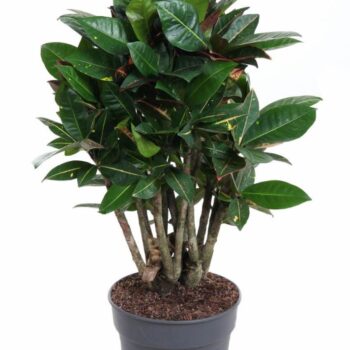 Codiaeum Petra