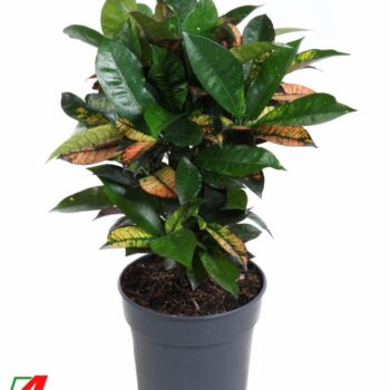 Codiaeum Mrs Iceton