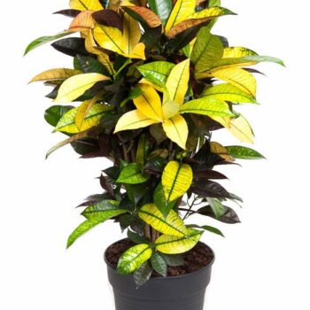 Codiaeum Mrs Iceton