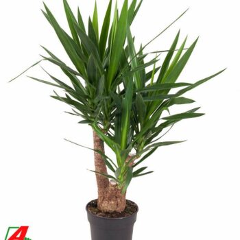 Yucca vertakt 3/4-arm P24-100