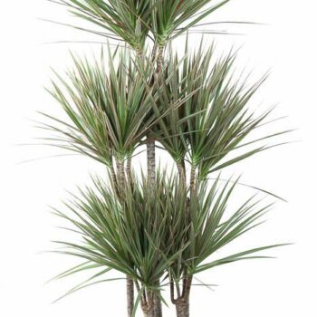 Dracaena Bicolor