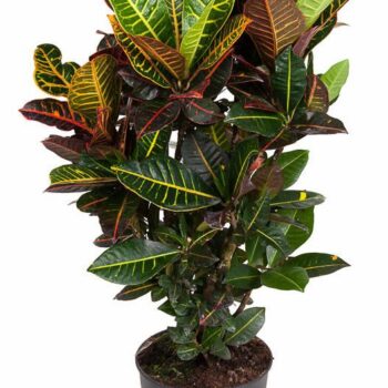 Codiaeum Petra