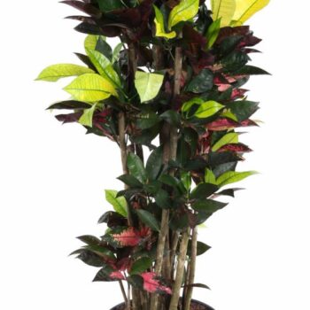 Codiaeum Mrs Iceton