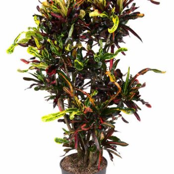 Codiaeum Mammi