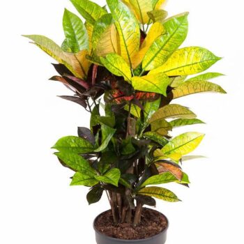 Codiaeum Mrs Iceton