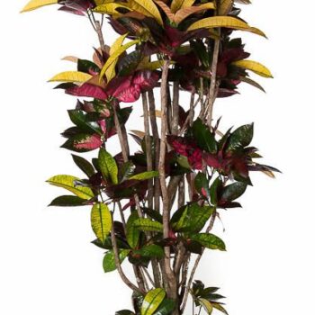 Codiaeum Mrs Iceton