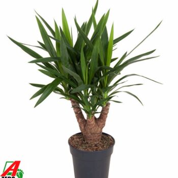 Yucca vertakt 3/4-arm P21