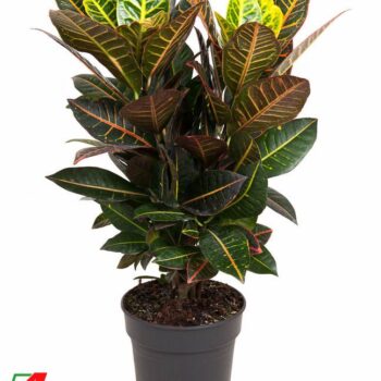 Codiaeum Petra