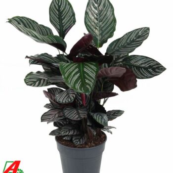 Calathea Ornata