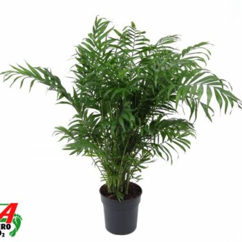 Chamaedorea Elegans