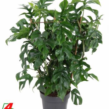 Monstera Minima op rek P19 (NO GAP)