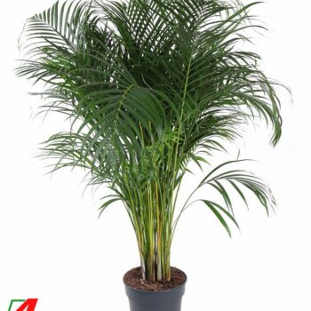 Dypsis Lutescens