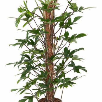 Philodendron Pedatum mosstok