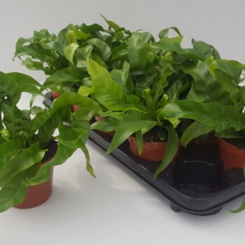 Asplenium Hurricane