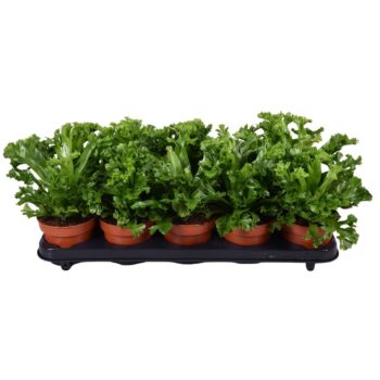 Asplenium Lesly