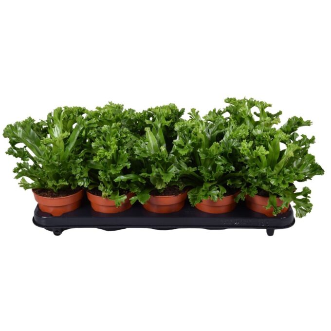 Asplenium Lesly