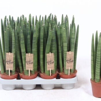 Sansevieria Straight