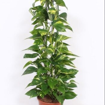 Epipremnum Aureum