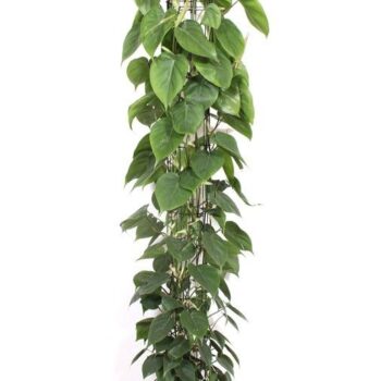 Philodendron scandens