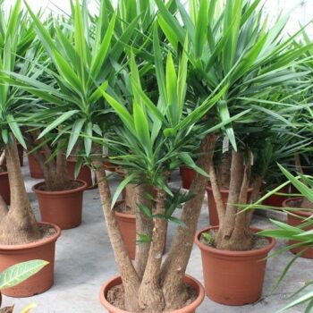 Yucca elephantipes
