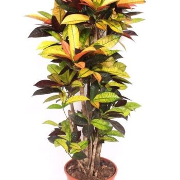 Codiaeum Iceton