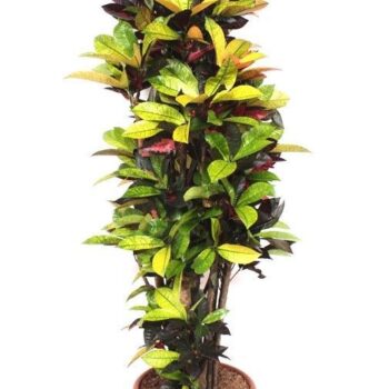 Codiaeum Iceton