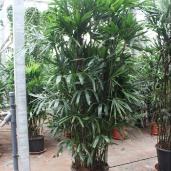 Rhapis excelsa